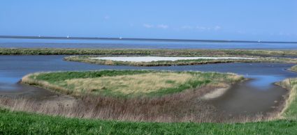 wieringen landschap