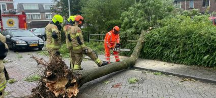 Brandweer verwijdert omgewaaide boom door storm Poly
