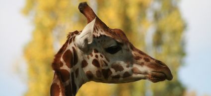 giraffe